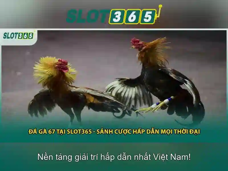 Khuyến mãi và chương trình thưởng