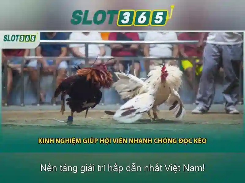 Giao diện người dùng và trải nghiệm di động
